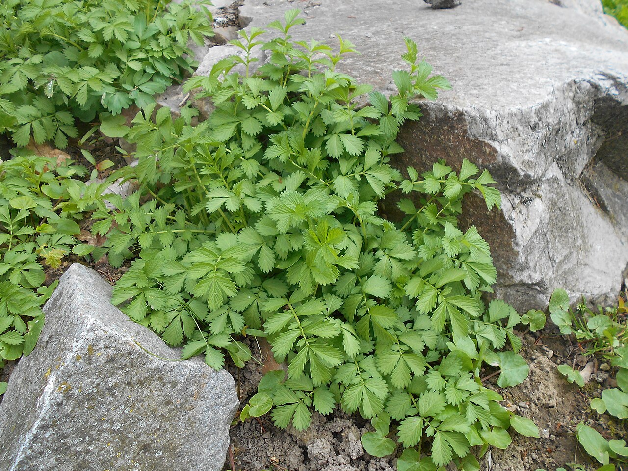 Hairy agrimony: Rzepik szczeciniasty ( Agrimonia pilosa ), Ogród Botaniczny UMCS w Lublinie.