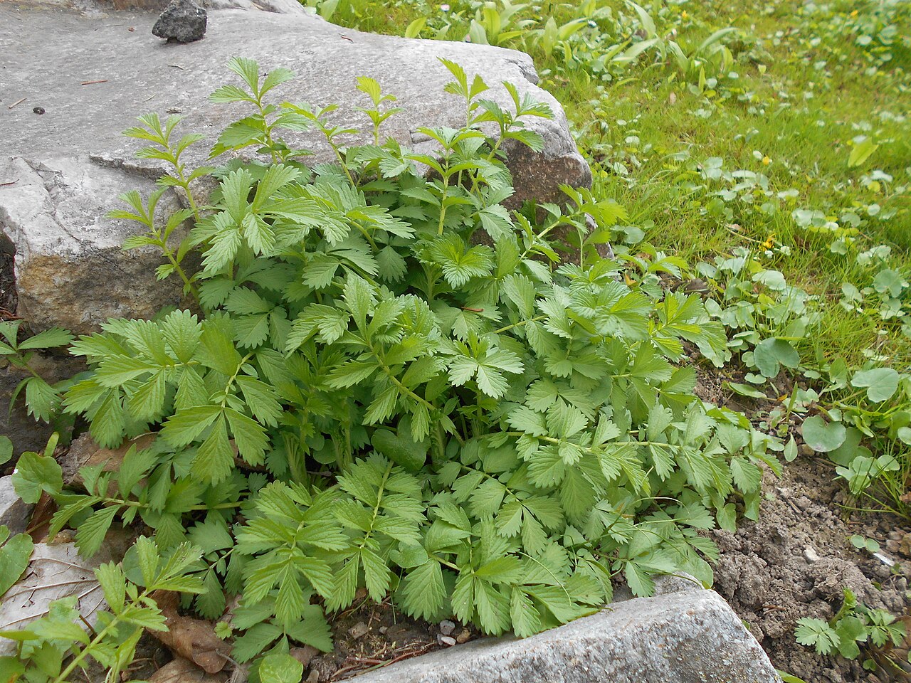 Hairy agrimony: Rzepik szczeciniasty ( Agrimonia pilosa ), Ogród Botaniczny UMCS w Lublinie.