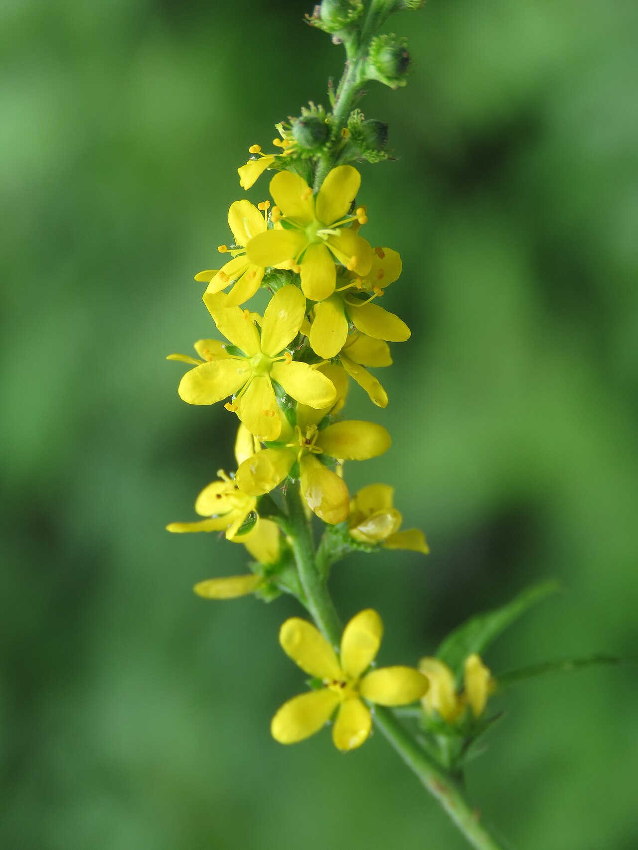 Hairy agrimony: Photos from Valley of Flowers trip during LGFC - VOF 2019