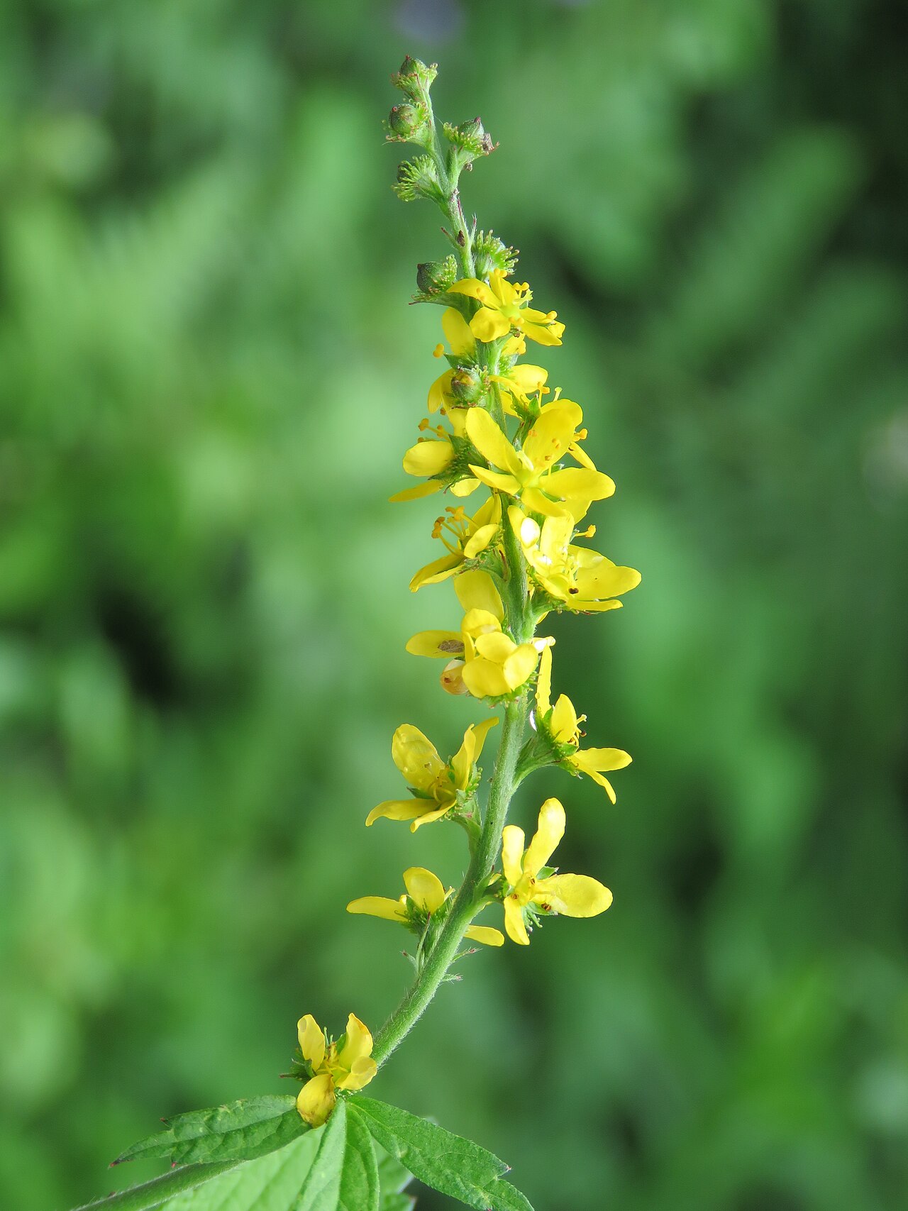 Hairy agrimony: Photos from Valley of Flowers trip during LGFC - VOF 2019
