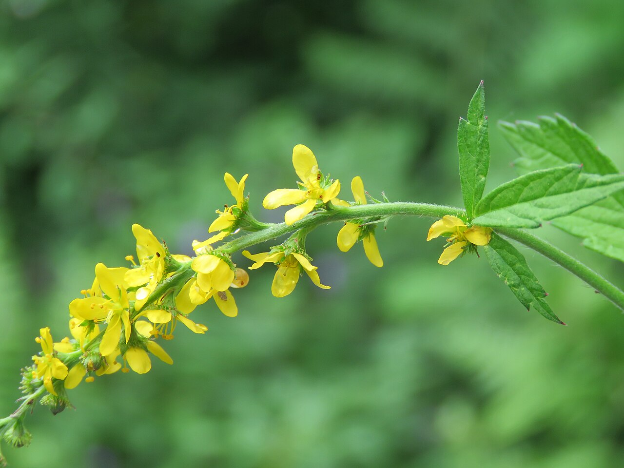 Hairy agrimony: Photos from Valley of Flowers trip during LGFC - VOF 2019