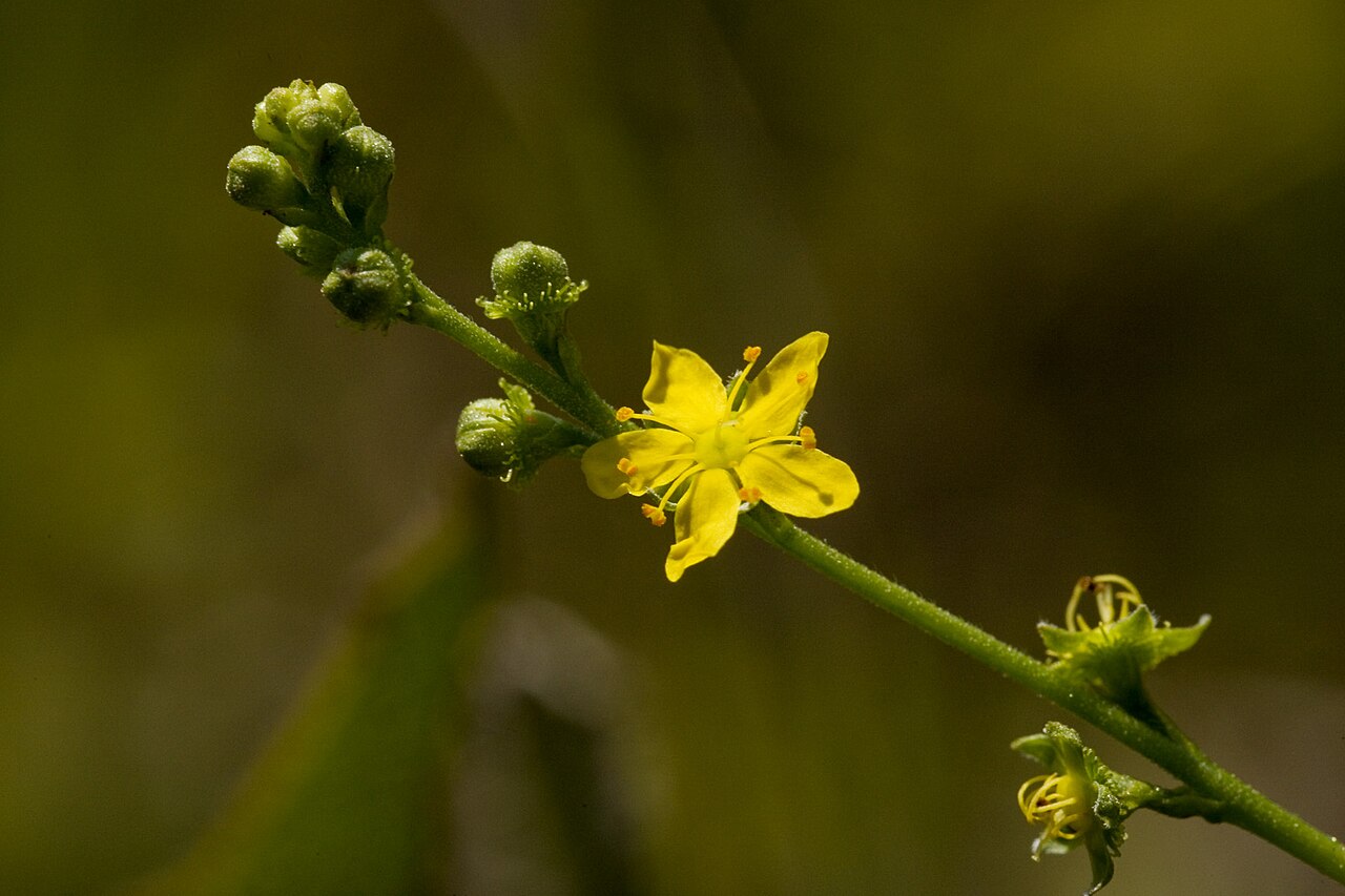 Downy agrimony: Agrimonia pubescens , Baseline Barrens, Washington County, Indiana, 7 Aug 2010.