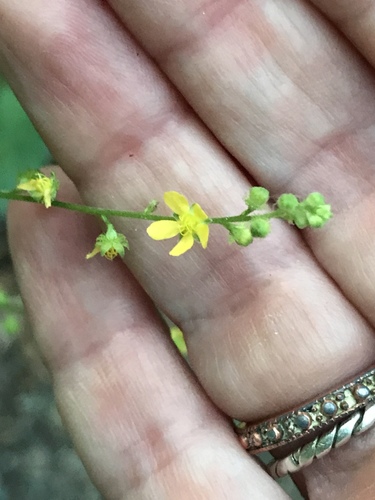 Downy agrimony (Agrimonia pubescens)