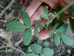 Downy agrimony (Agrimonia pubescens)