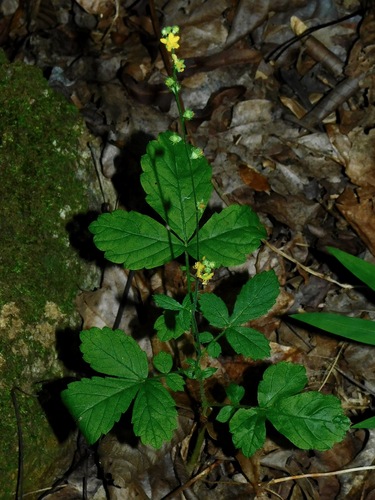 Downy agrimony (Agrimonia pubescens)