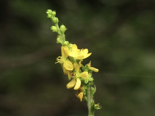 Downy agrimony (Agrimonia pubescens)