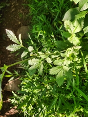 Downy agrimony (Agrimonia pubescens)