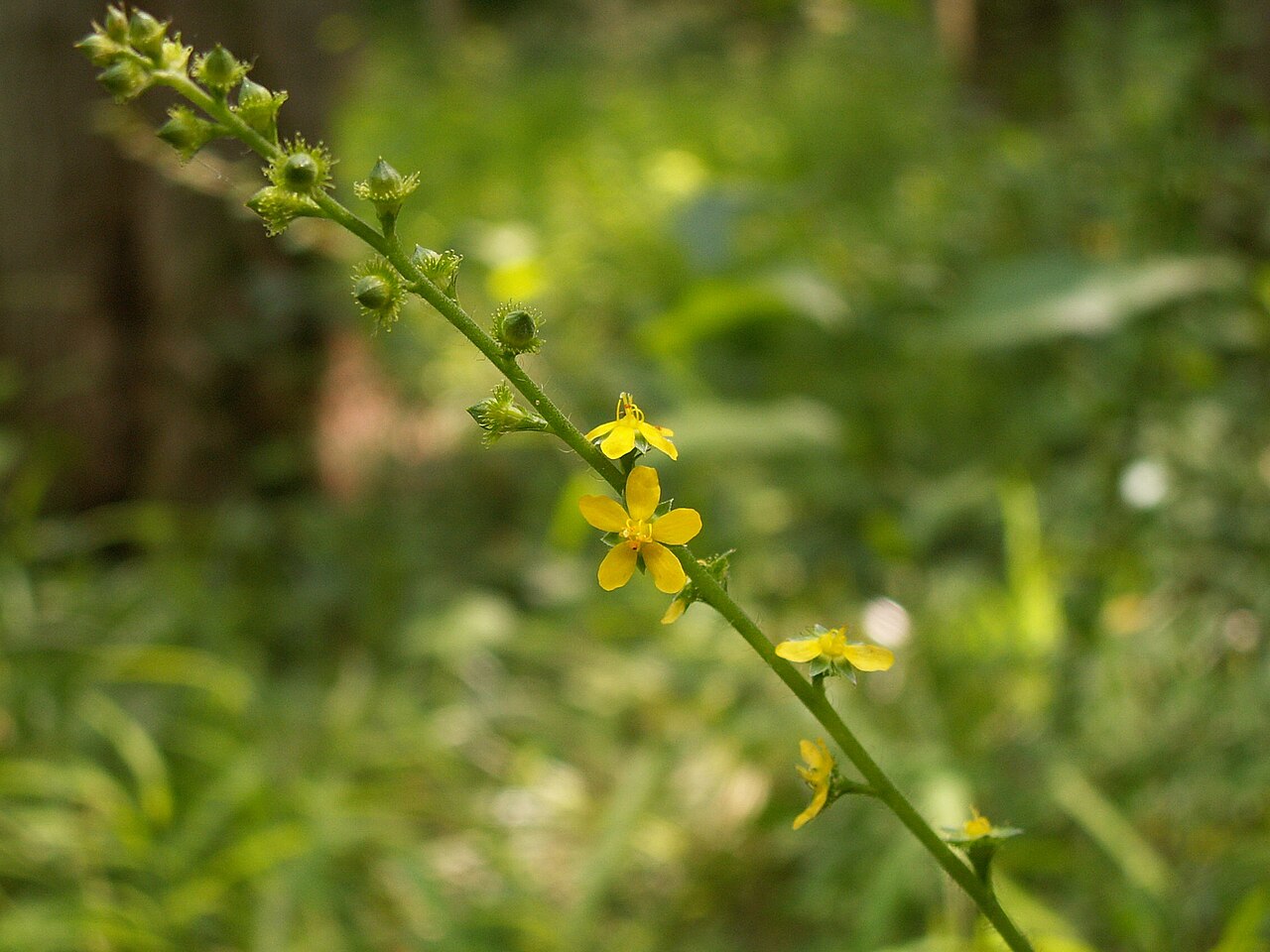 Downy agrimony: Soft Agrimony (Agrimonia pubescens) blooming in North Park, north of Pittsburgh