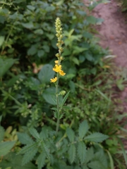 Downy agrimony (Agrimonia pubescens)