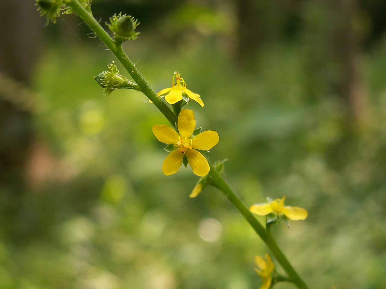 Downy agrimony: Soft Agrimony (Agrimonia pubescens) blooming in North Park, north of Pittsburgh