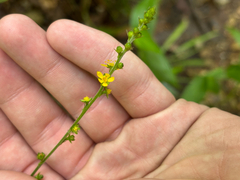 Downy agrimony (Agrimonia pubescens)