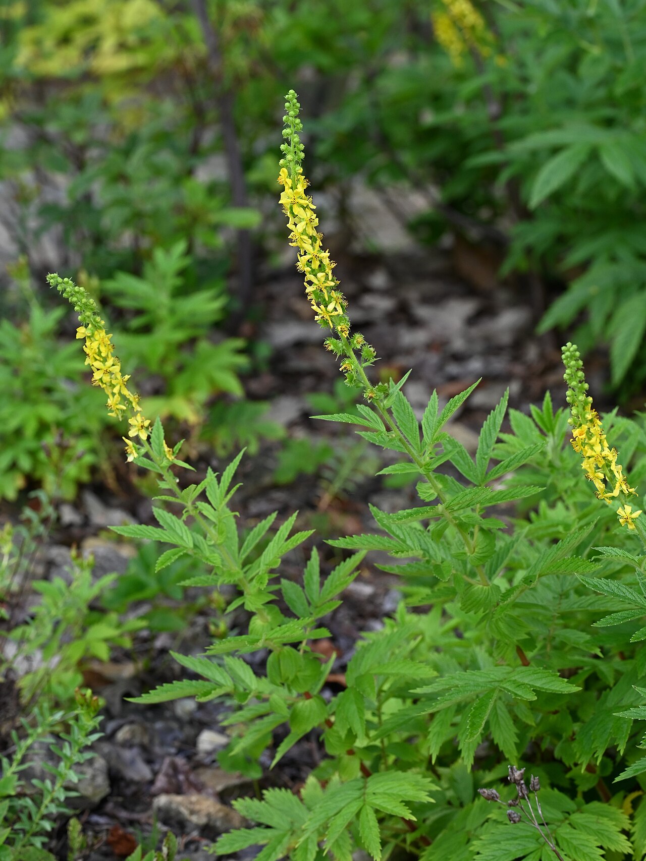 Creeping grovebur: Agrimonia repens in the Botanischer Garten, Berlin-Dahlem