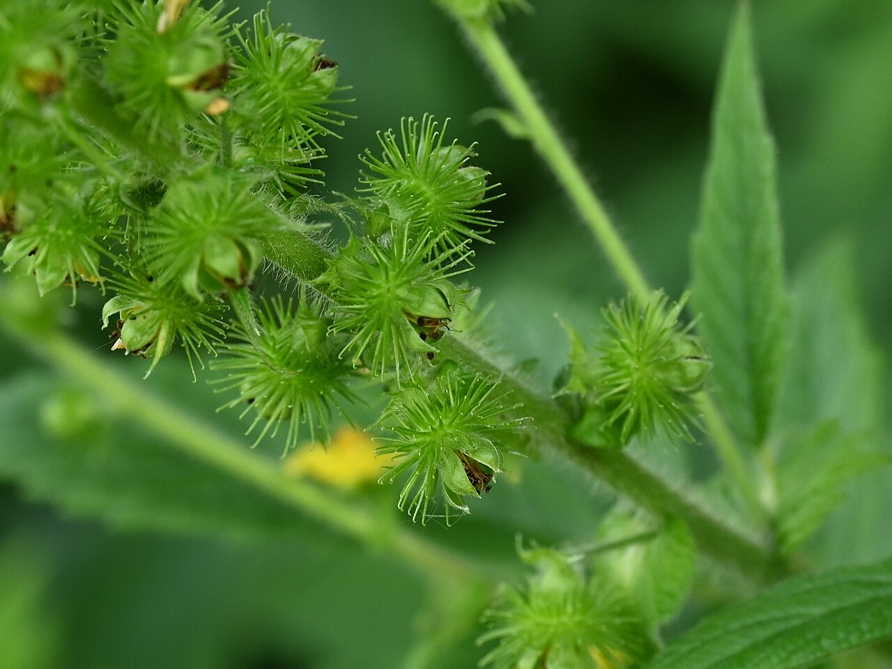 Creeping grovebur: Agrimonia repens in the Botanischer Garten, Berlin-Dahlem