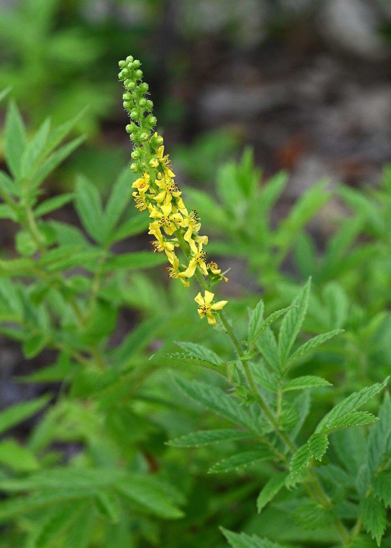 Creeping grovebur: Agrimonia repens in the Botanischer Garten, Berlin-Dahlem
