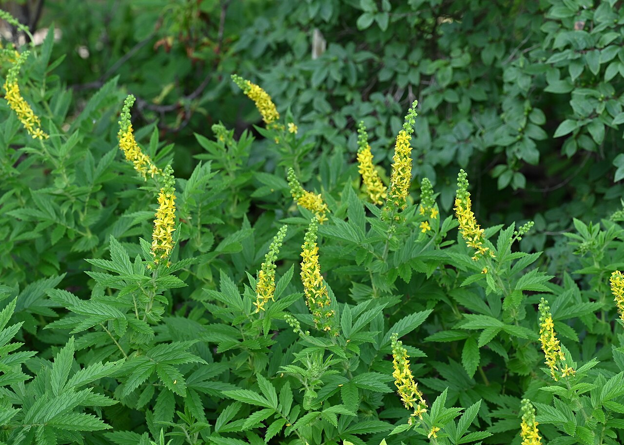 Creeping grovebur: Agrimonia repens in the Botanischer Garten, Berlin-Dahlem