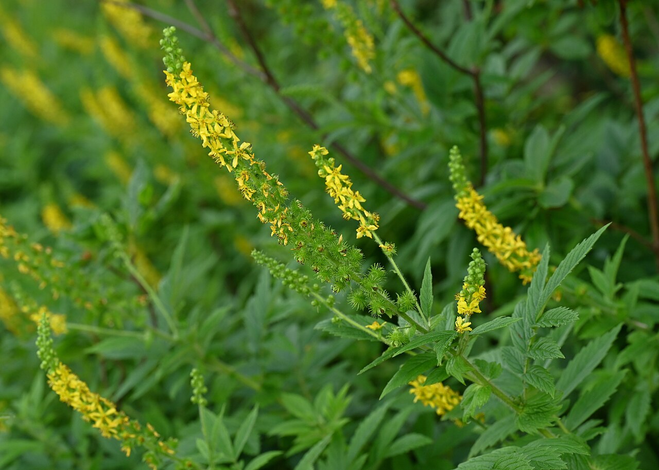 Creeping grovebur: Agrimonia repens in the Botanischer Garten, Berlin-Dahlem