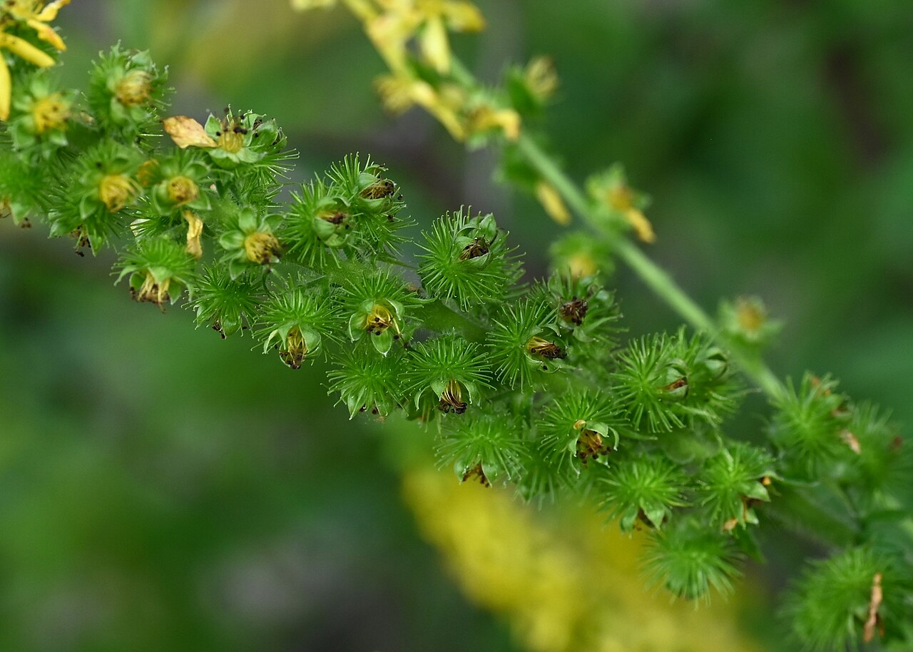 Creeping grovebur: Agrimonia repens in the Botanischer Garten, Berlin-Dahlem