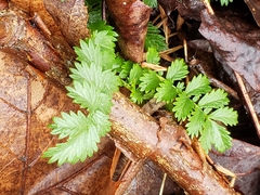 Beaked agrimony (Agrimonia rostellata)