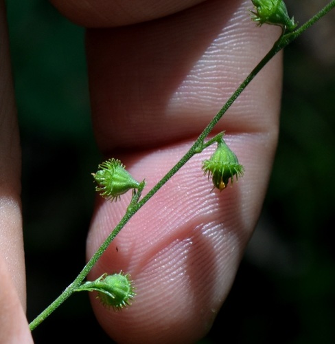 Beaked agrimony (Agrimonia rostellata)