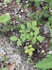 Beaked agrimony (Agrimonia rostellata)