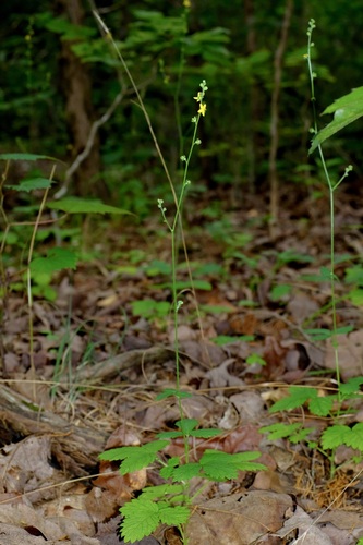 Beaked agrimony (Agrimonia rostellata)