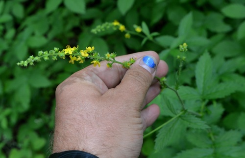 Beaked agrimony (Agrimonia rostellata)