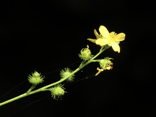 Beaked agrimony (Agrimonia rostellata)