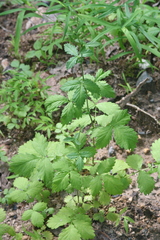 Beaked agrimony (Agrimonia rostellata)