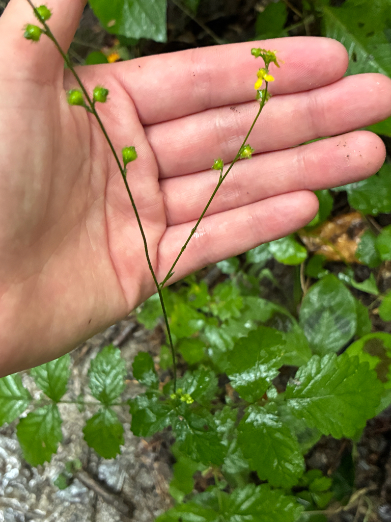 Beaked agrimony (Agrimonia rostellata)