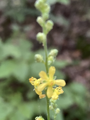 Beaked agrimony (Agrimonia rostellata)