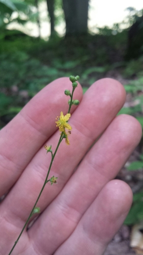Beaked agrimony (Agrimonia rostellata)