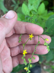 Beaked agrimony (Agrimonia rostellata)
