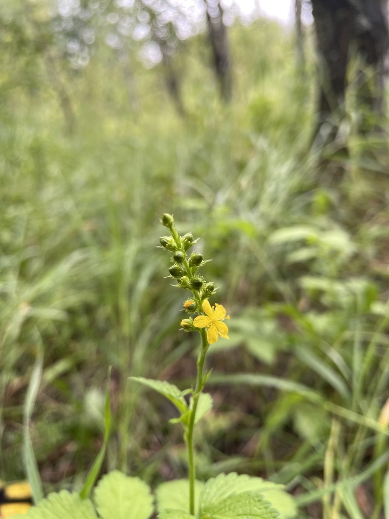 Roadside agrimony (Agrimonia striata)