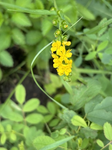 Roadside agrimony (Agrimonia striata)