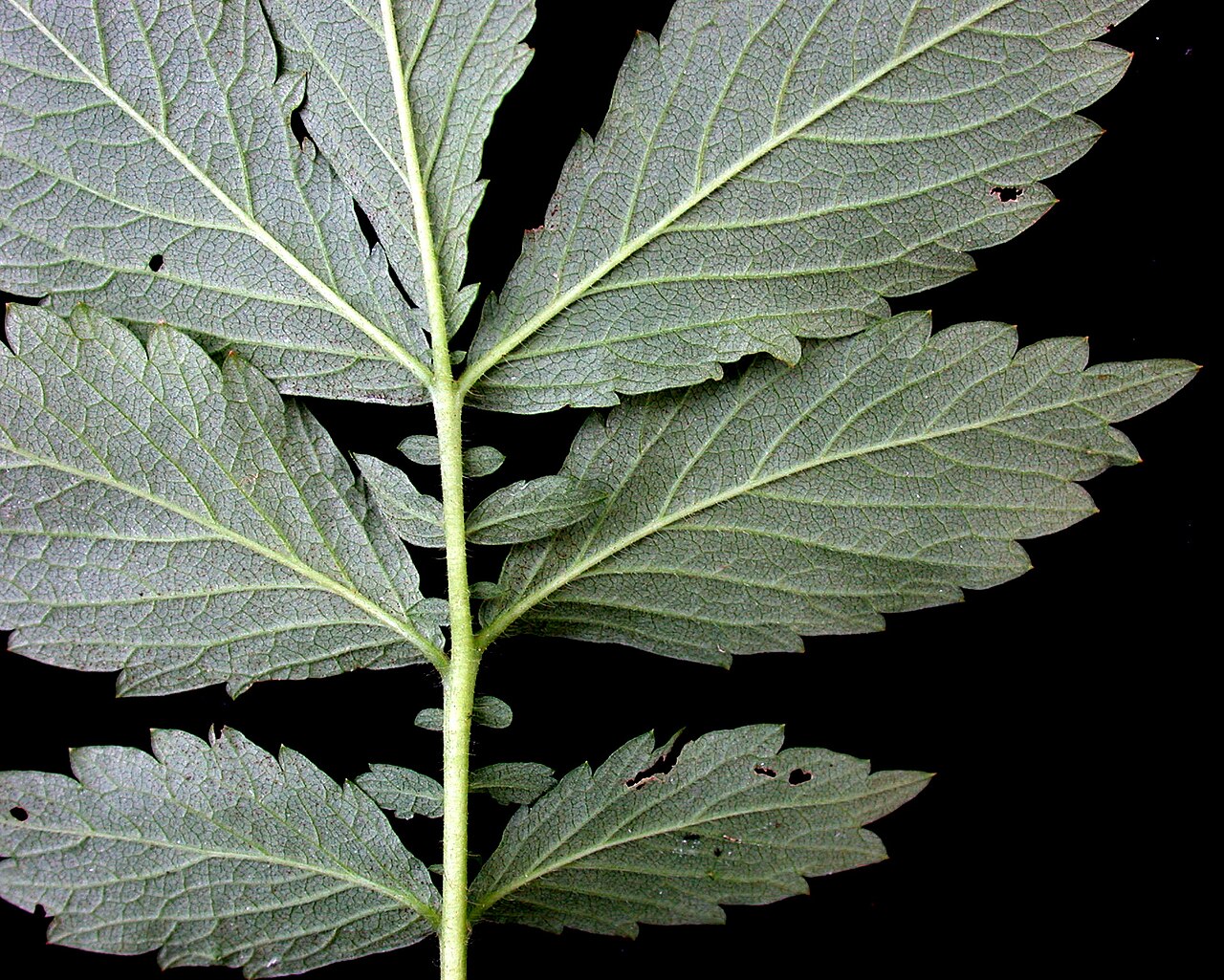 Roadside agrimony: Nom français : aigremoine striée. Nom anglais : woodland agrimony. Feuille (folioles, rachis) d'aigremoine striée, vue de dessous.