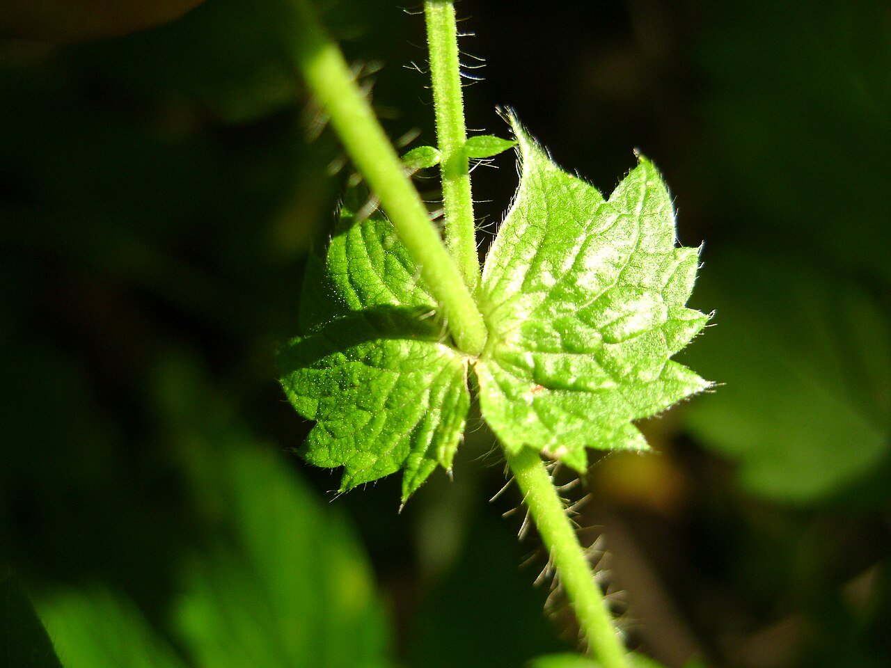 Roadside agrimony: Leaf axil of Roadside agrimony (Agrimonia striata). Beside a path, Plains of Abraham, Québec City.