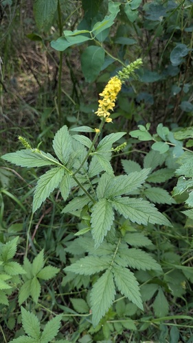 Roadside agrimony (Agrimonia striata)