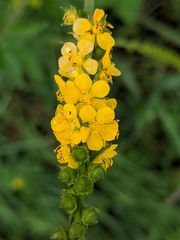 Roadside agrimony (Agrimonia striata)