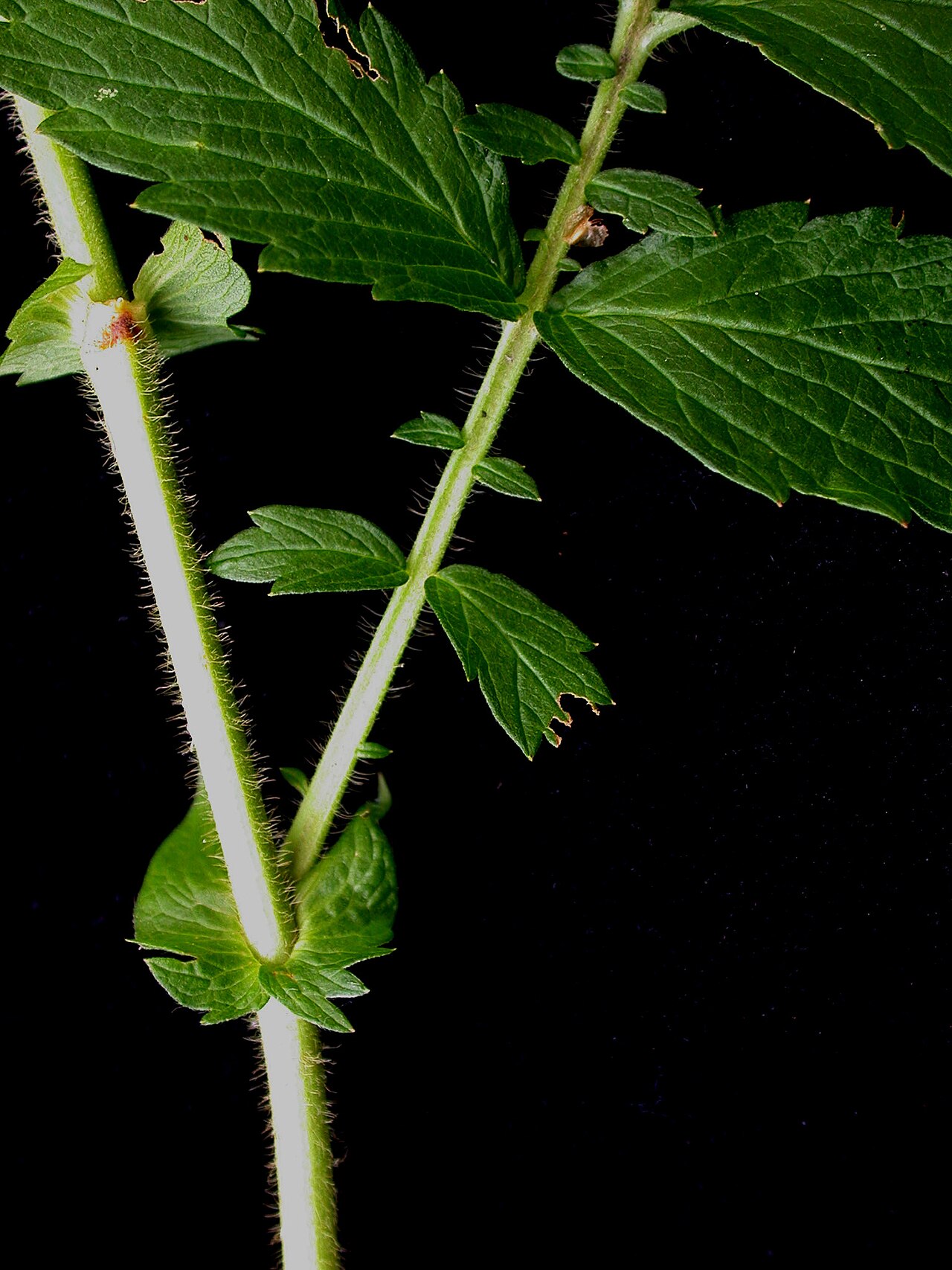 Roadside agrimony: Nom français : aigremoine striée. Nom anglais : woodland agrimony. Tige, stipules et base de la feuille d'aigremoine striée.