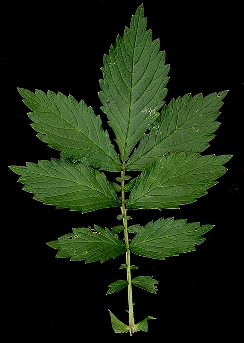 Roadside agrimony: Nom français : aigremoine striée. Nom anglais : woodland agrimony. Feuille (stipules, folioles, rachis) d'aigremoine striée, vue de dessus.