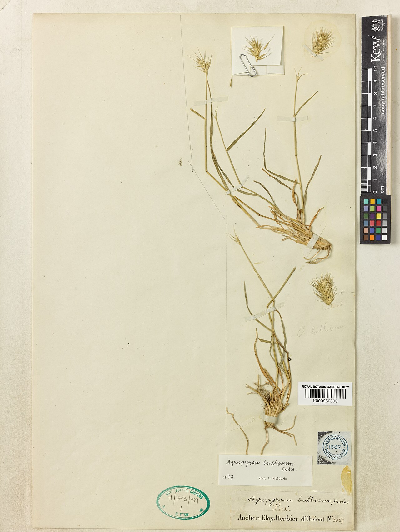 Agropyron bulbosum: Agropyron bulbosum — Herbarium specimen from Iran. Collected by Aucher-Eloy, P.M.R.. Recorded in GBIF occurrence 912696187 .