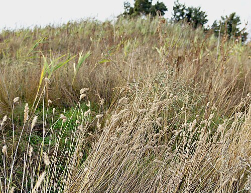 Crested wheat grass: A crested wheatgrass (Agropyron cristatum) population at the base of Kurgan Pesak. Code: BAN125