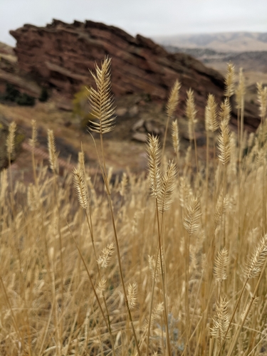 Crested wheat grass (Agropyron cristatum)