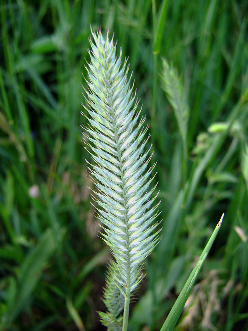 Crested wheat grass: Češljasta pirevina (Agropyron cristatum), česta trava u blizini lesnih pobrđa i njihovih odseka. Tipičan je predstavnik stepske flore, dobro trpi suve, gotovo p