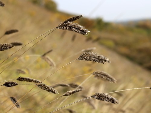 Crested wheat grass (Agropyron cristatum)