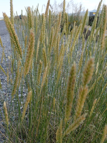 Crested wheat grass (Agropyron cristatum)