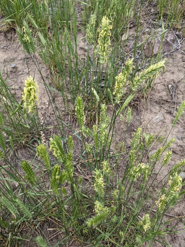 Crested wheat grass (Agropyron cristatum)