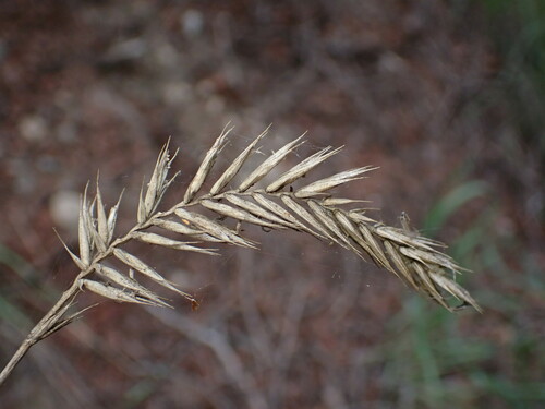Crested wheat grass (Agropyron cristatum)