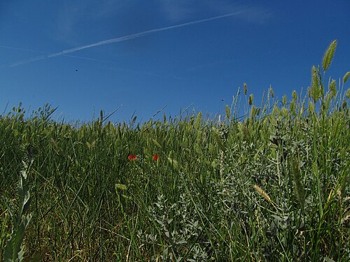 Crested wheat grass: Crested wheat grass, crested wheatgrass, fairway crested wheat grass