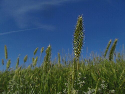 Crested wheat grass: Crested wheat grass, crested wheatgrass, fairway crested wheat grass